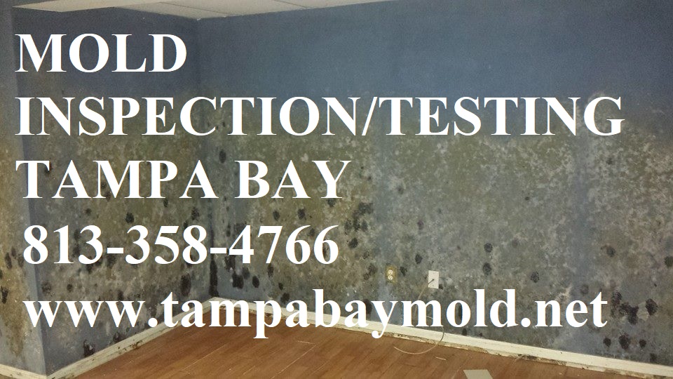 TampaBayMold.net - St Petersburg FL business image