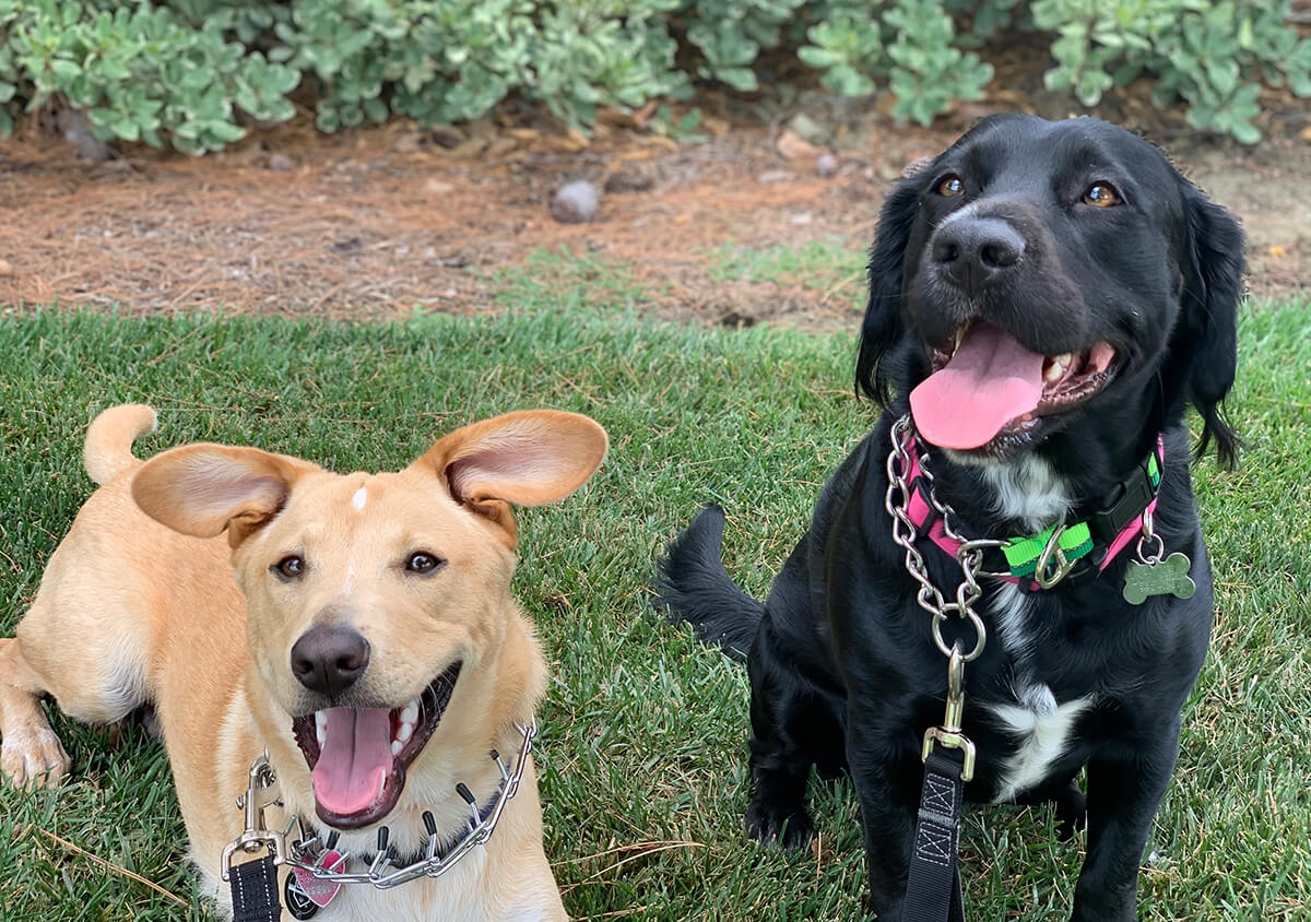 Pets Friend Forever business image
